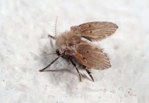 A drain fly in a home.