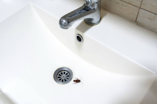 A dead cockroach in a bathroom sink.
